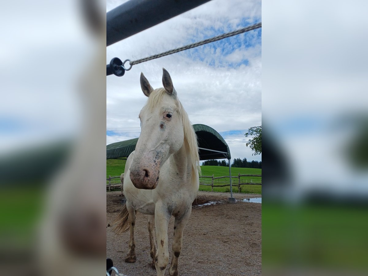 Knabstrupper Giumenta 9 Anni 155 cm Bianco in Ro&#xDF;haupten
