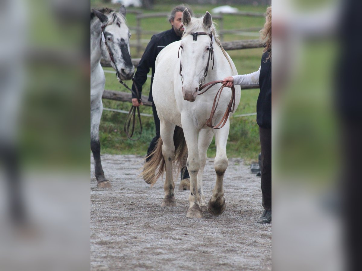 Knabstrupper Giumenta 9 Anni 155 cm Bianco in Roßhaupten