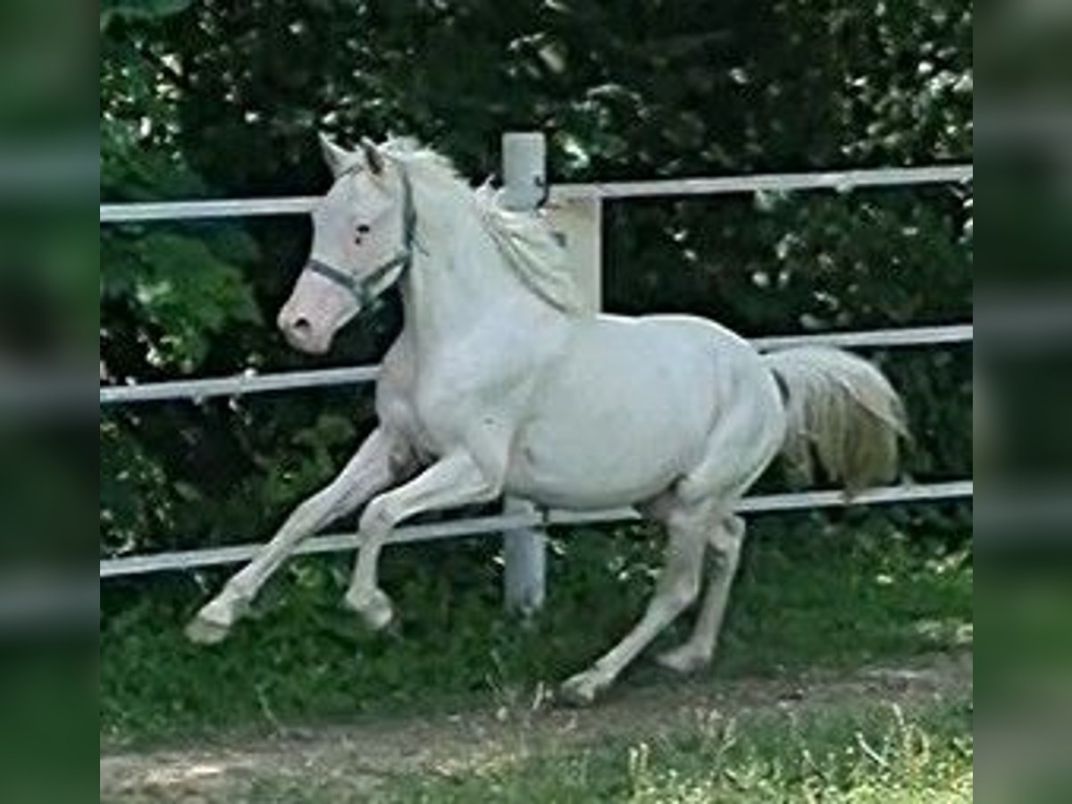 Knabstrupper Hengst 2 Jaar 138 cm Wit in Mariano Comense