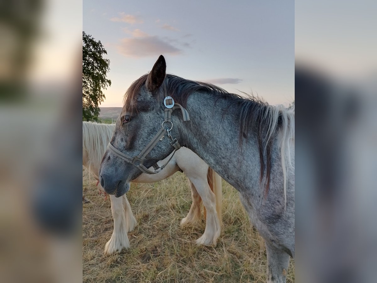 Knabstrupper Hengst 2 Jahre 147 cm Tigerschecke in Alfeld (Leine)