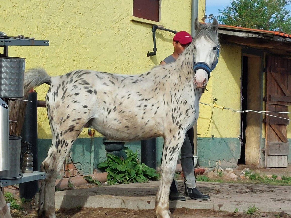 Knabstrupper Mix Hengst 2 Jahre 148 cm in Lübbenau/Spreewald