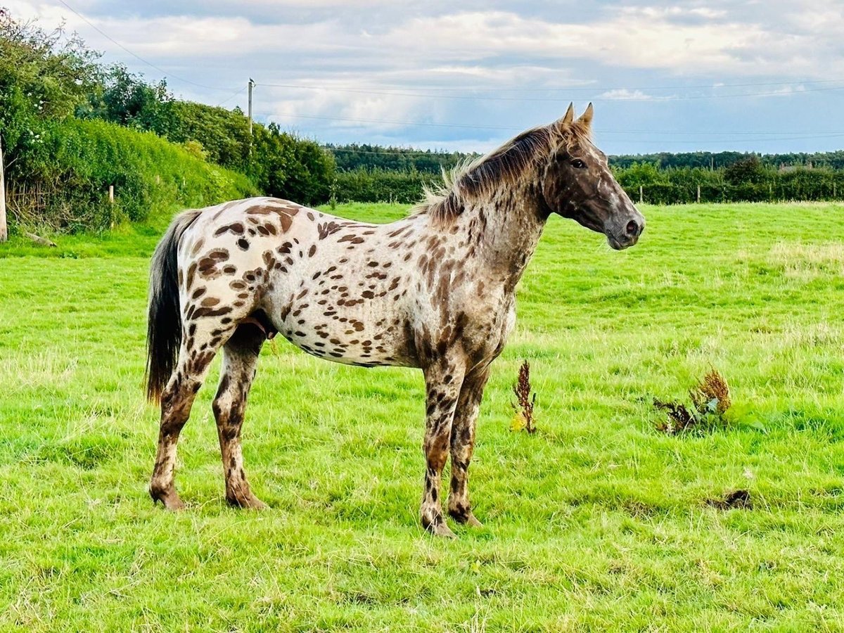 Knabstrupper Hengst 3 Jaar Roan-Red in Scotland