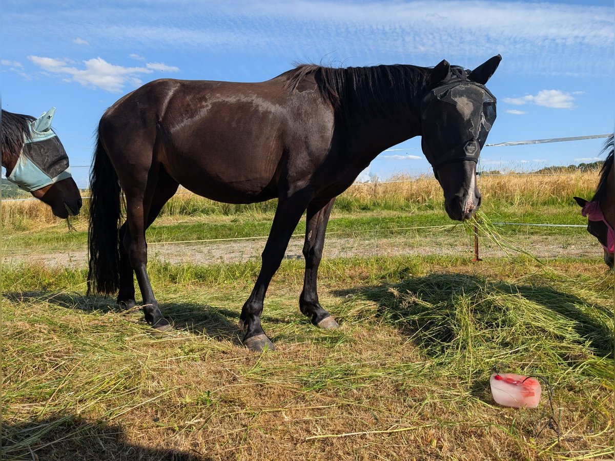Knabstrupper Mix Hengst 3 Jahre 130 cm Rappe in Magdala