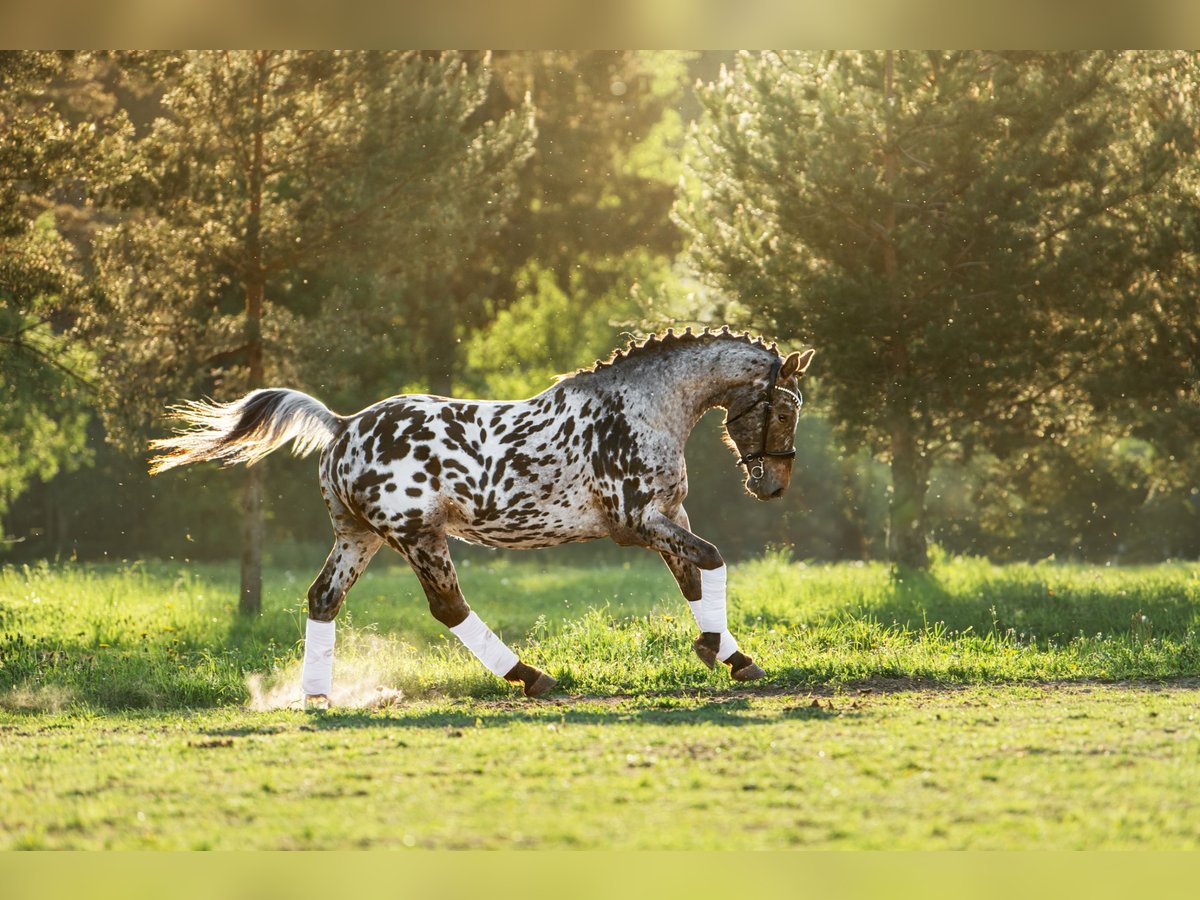 Knabstrupper Mix Hengst 4 Jaar 161 cm Appaloosa in Daugavpils