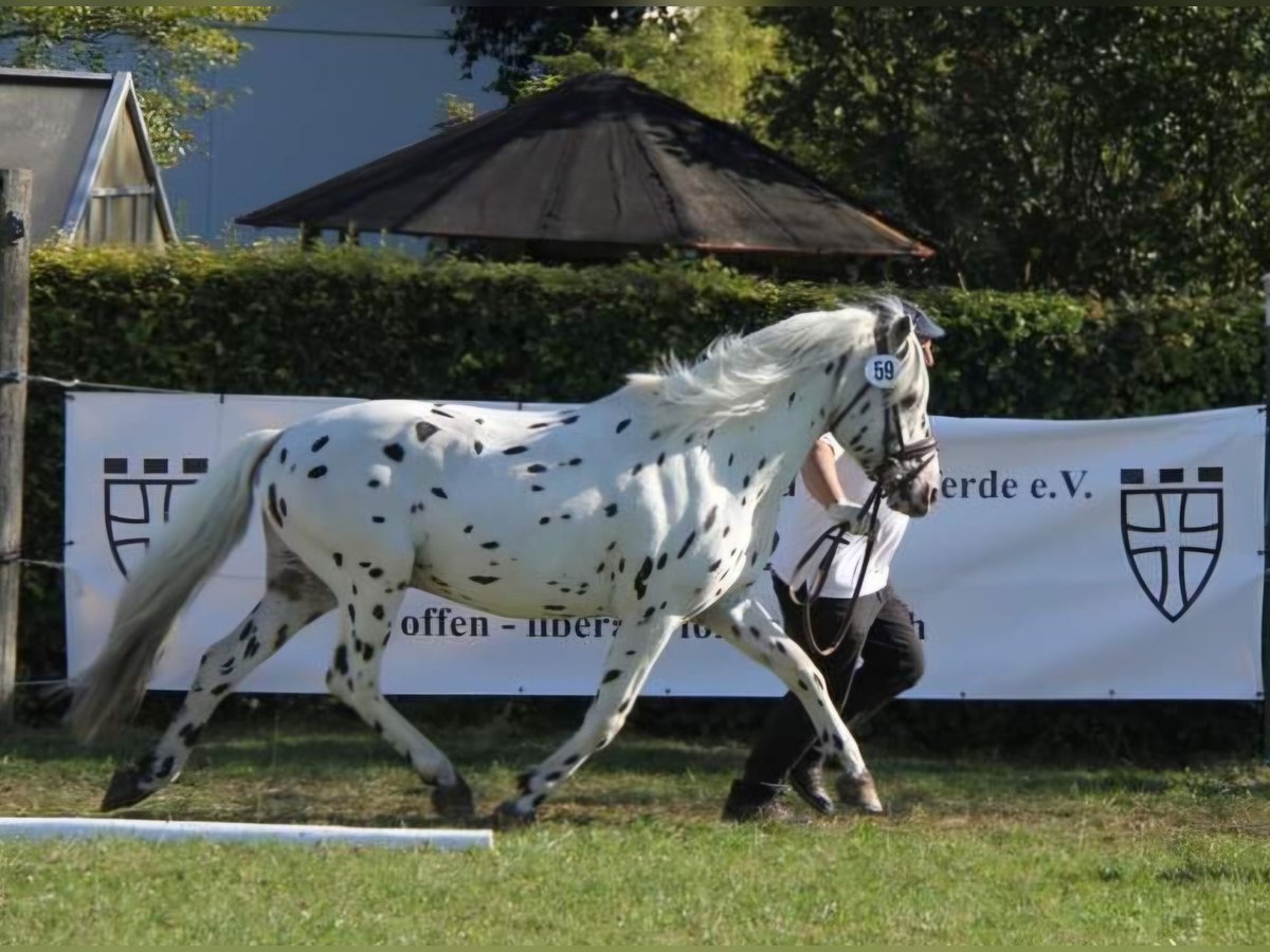 Knabstrupper Hengst Appaloosa in Naila