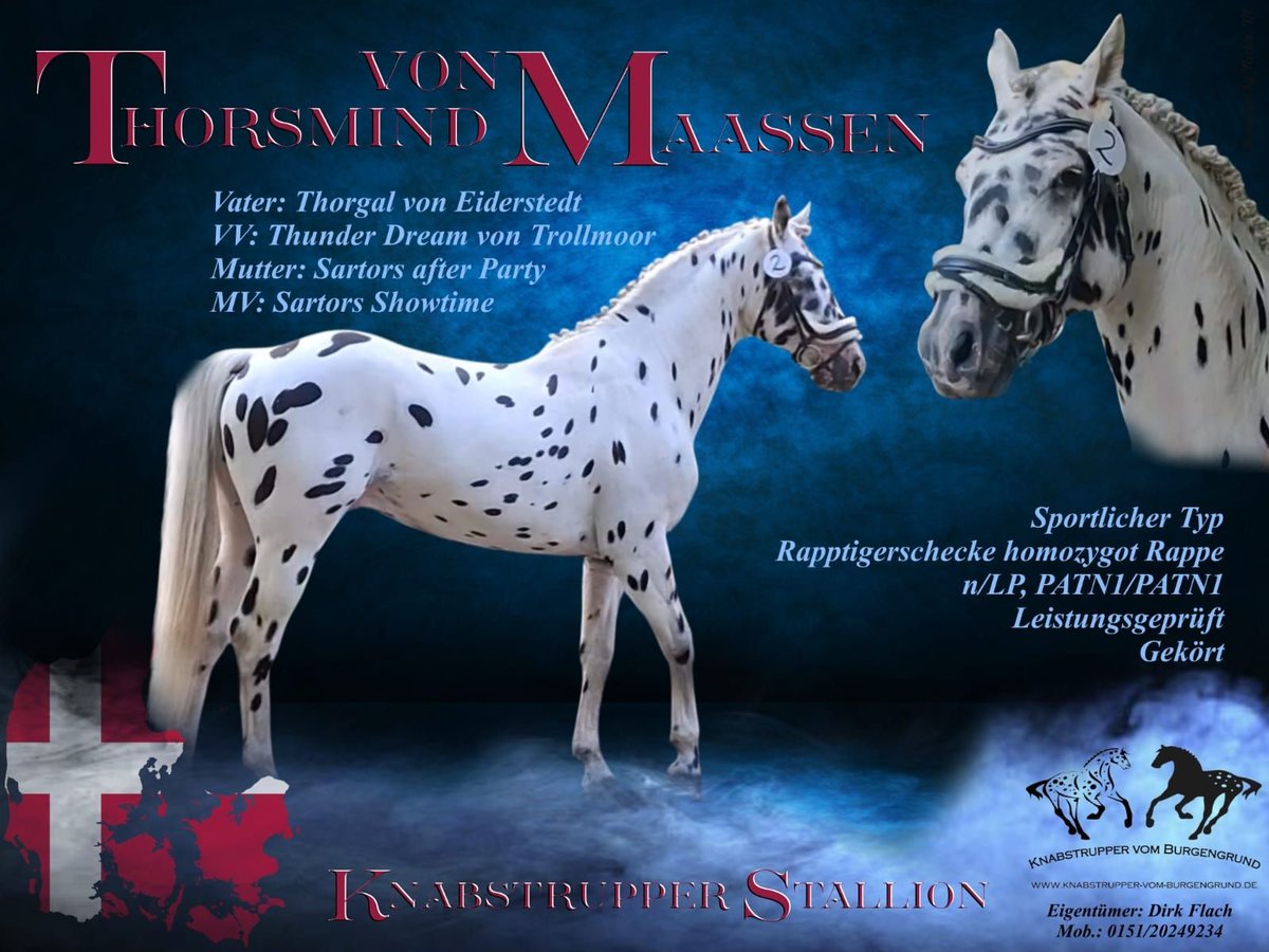 Knabstrupper Hengst Appaloosa in Weißenfels Knabstrupper Hengst Appaloosa in Weißenfels