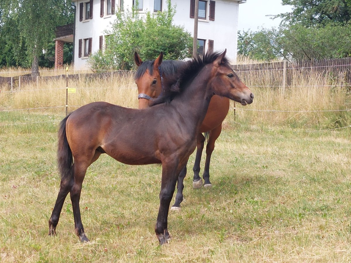 Knabstrupper Hengst  155 cm Brauner in Naila