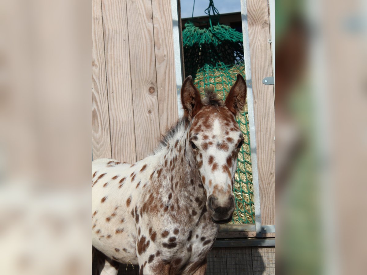 Knabstrupper Hengst veulen (06/2024) 155 cm Appaloosa in Roßhaupten