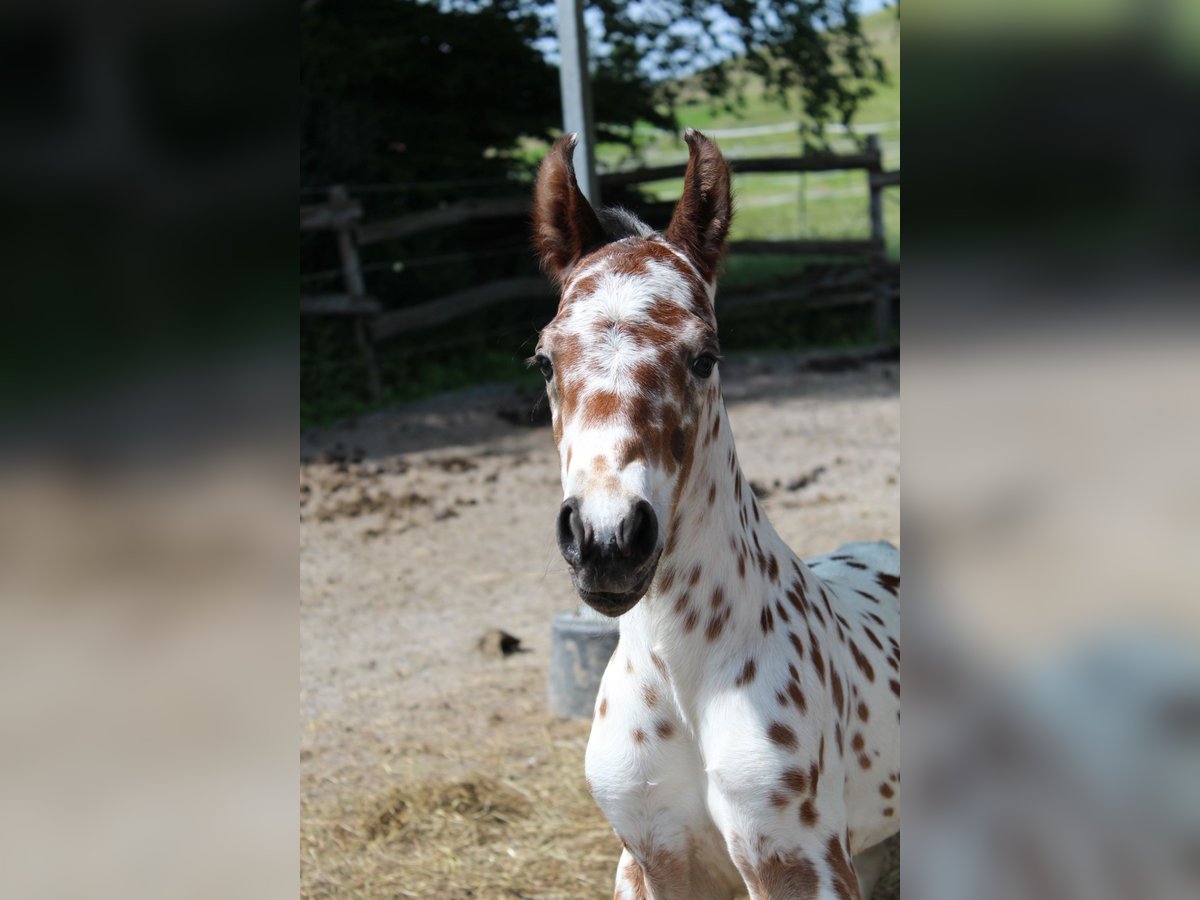 Knabstrupper Hengst  157 cm Appaloosa in Ro&#xDF;haupten