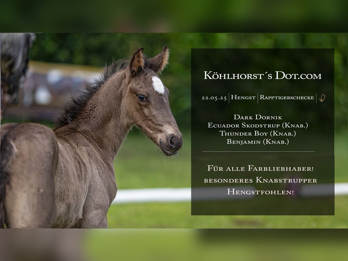 Knabstrupper Hengst  Appaloosa in Bad Zwischenahn