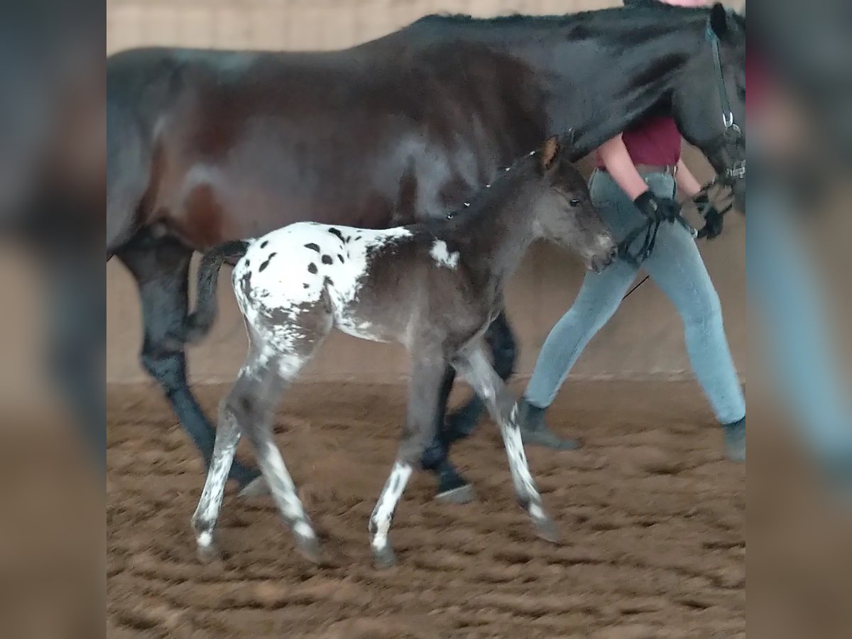 Knabstrupper Hingst Föl (06/2024) 155 cm Leopard-Piebald in Bad Essen