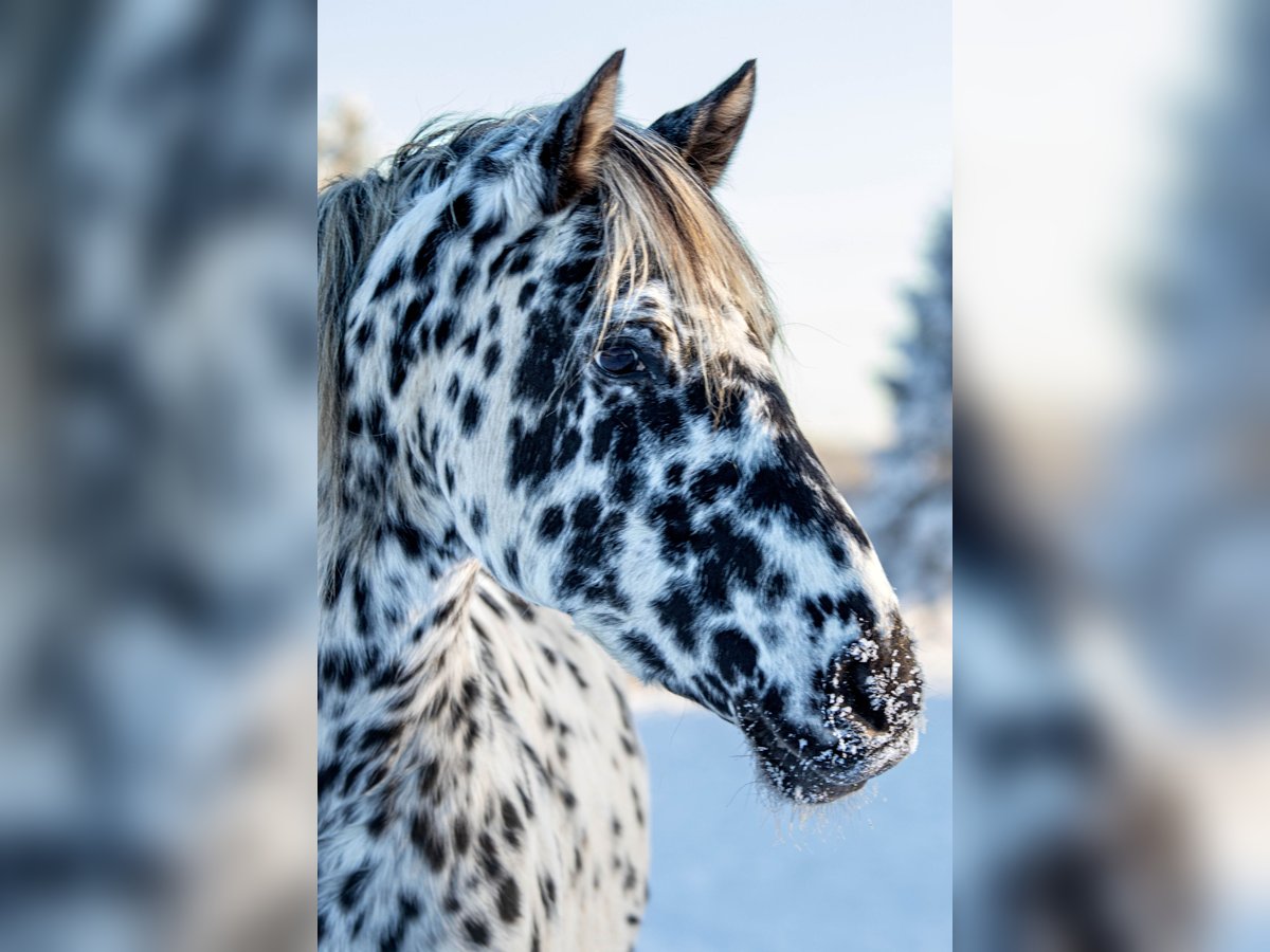Knabstrupper Merrie 14 Jaar 168 cm Appaloosa in 3480