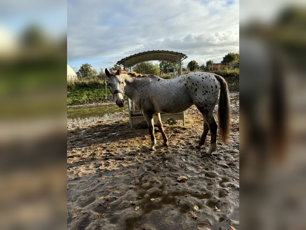 Knabstrupper Merrie 15 Jaar 147 cm Appaloosa in Wanderup