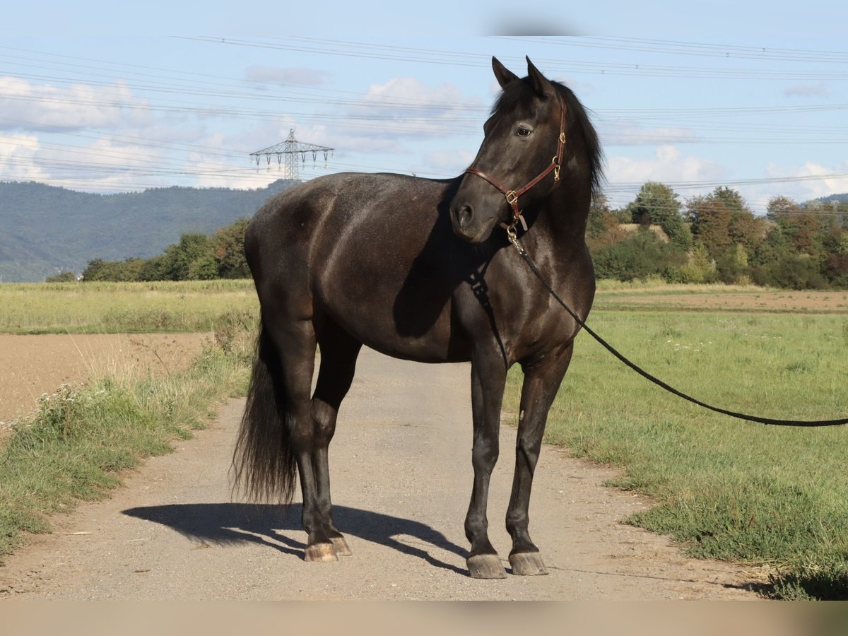 Knabstrupper Mix Merrie 16 Jaar 163 cm Zwartbruin in Mannheim