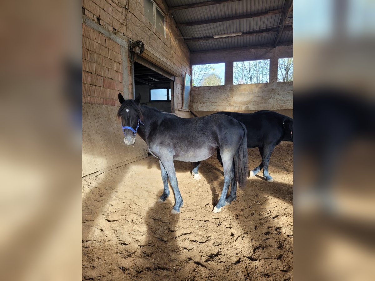 Knabstrupper Mix Merrie 1 Jaar 145 cm Zwart in Delligsen