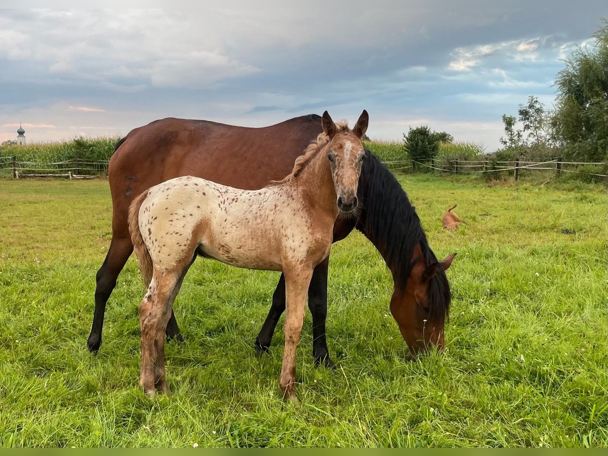 Knabstrupper Mix Merrie 1 Jaar 163 cm Appaloosa in Polling