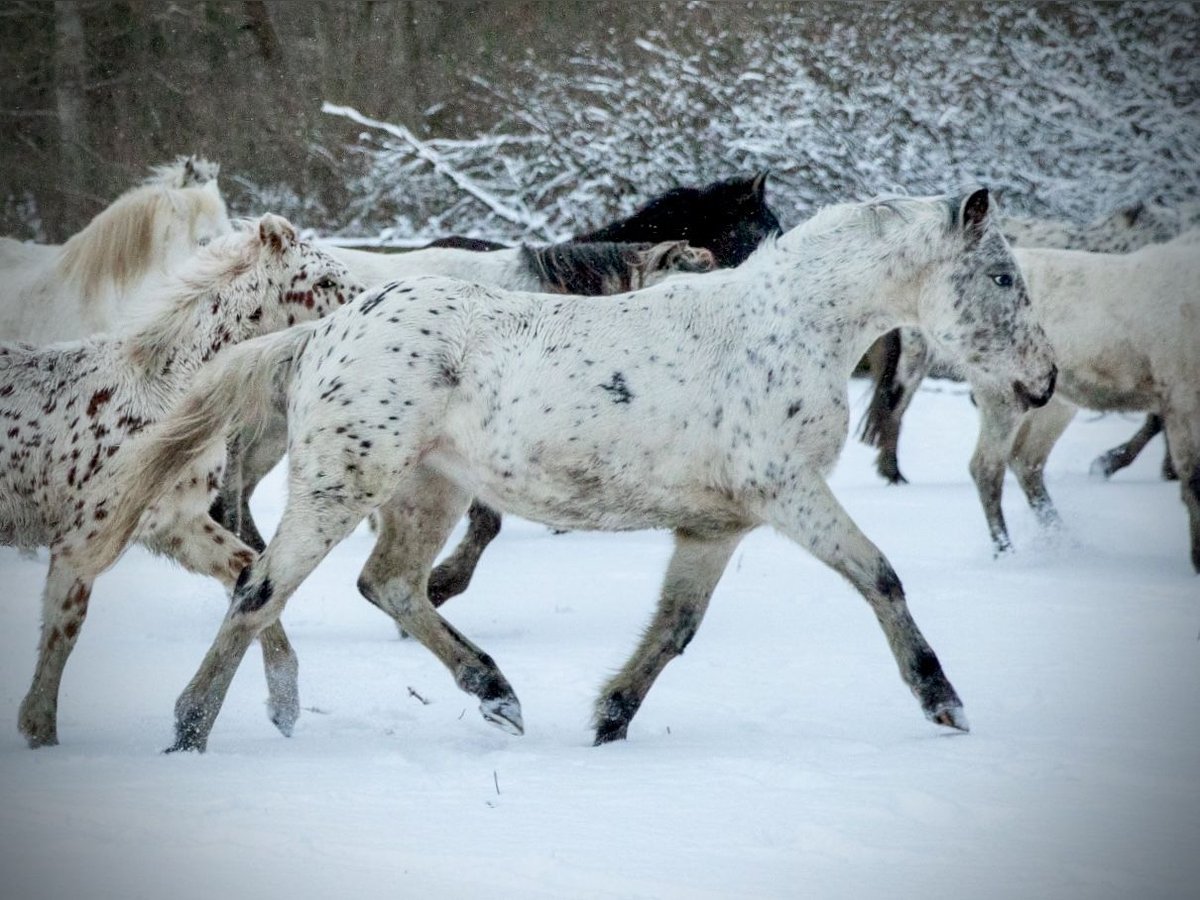 Knabstrupper Merrie 3 Jaar 148 cm Appaloosa in Fredensborg