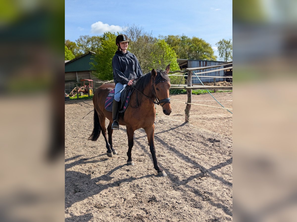 Knabstrupper Merrie 4 Jaar 147 cm Bruin in Vaale