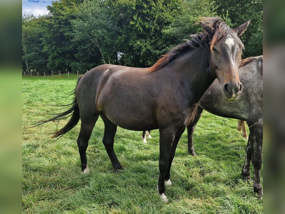 Knabstrupper Mix Merrie 4 Jaar 147 cm Bruin in Lathen