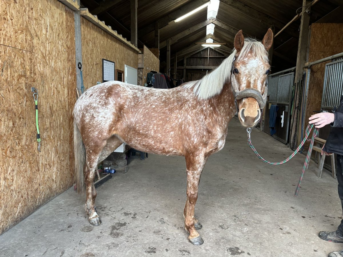 Knabstrupper Mix Merrie 4 Jaar 152 cm in Heide