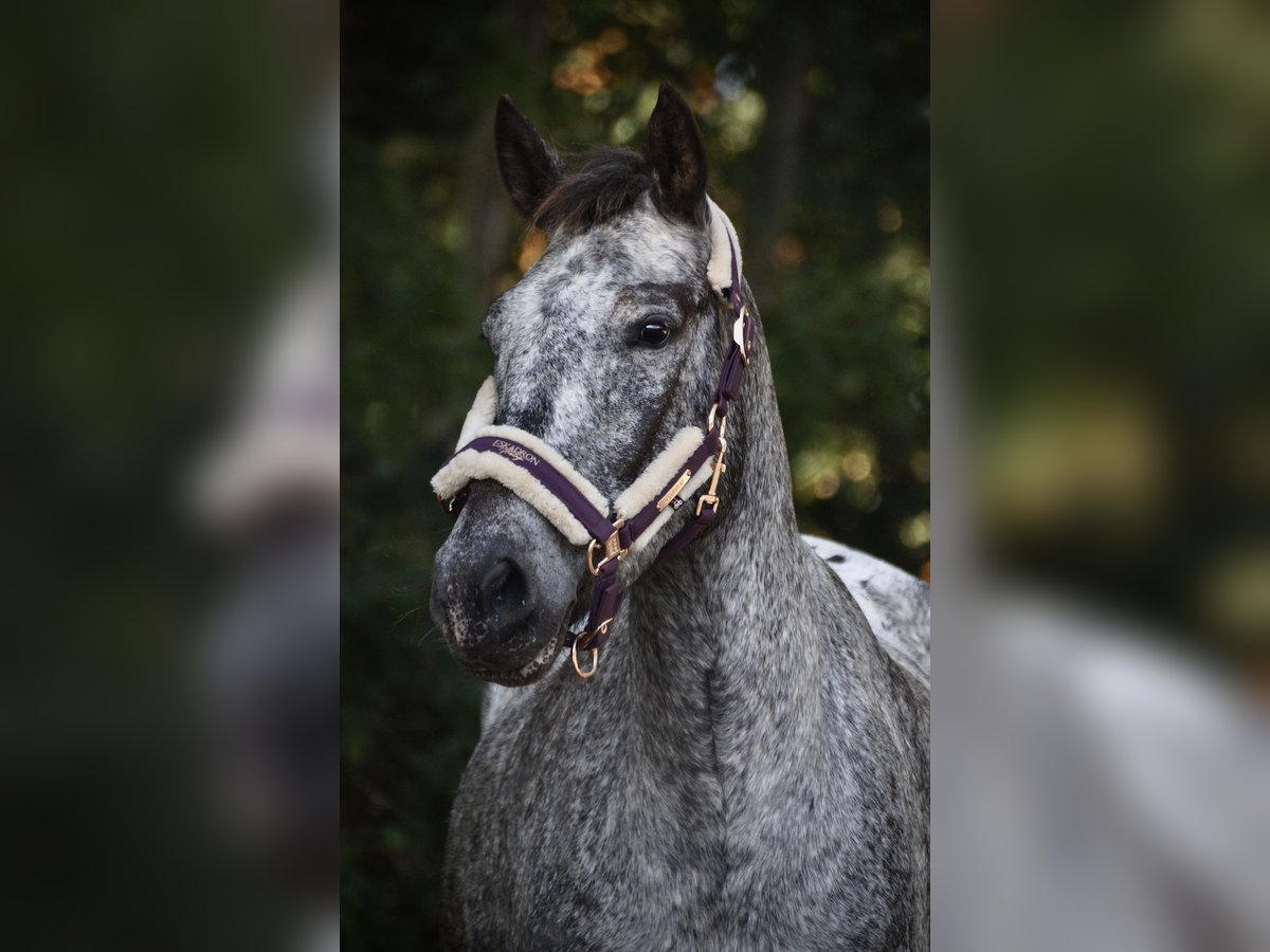 Knabstrupper Mix Merrie 6 Jaar 152 cm in Leverkusen