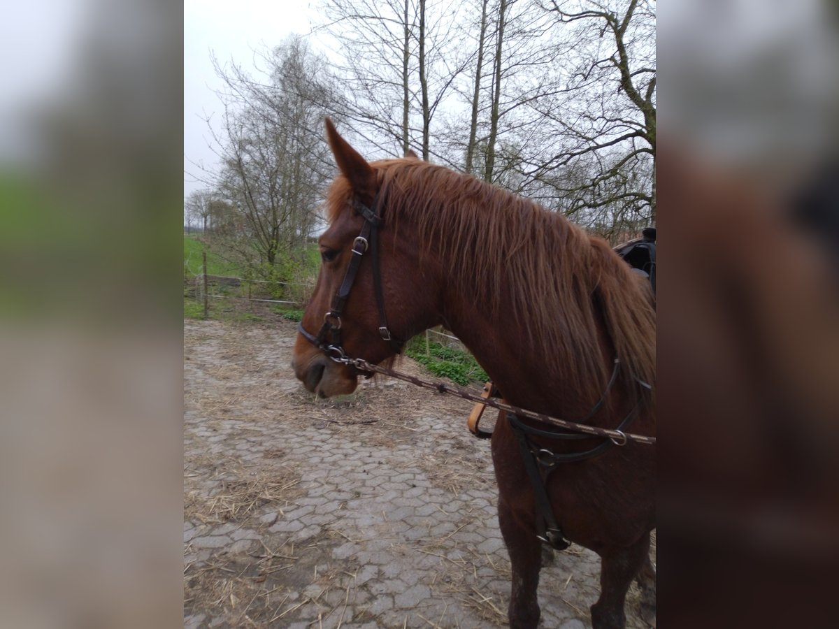 Knabstrupper Merrie 6 Jaar 155 cm Vos in Ihlienworth