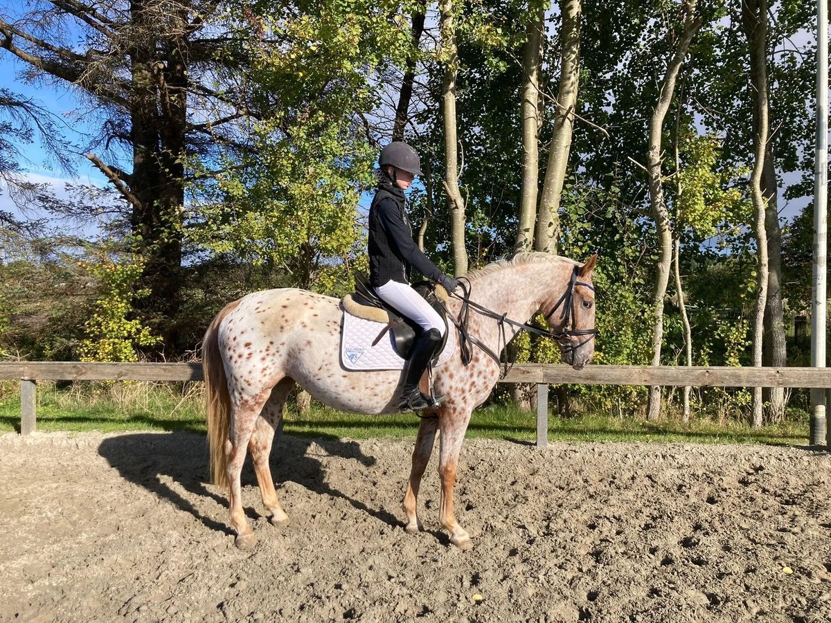 Knabstrupper Merrie 6 Jaar 158 cm in Süderlügum