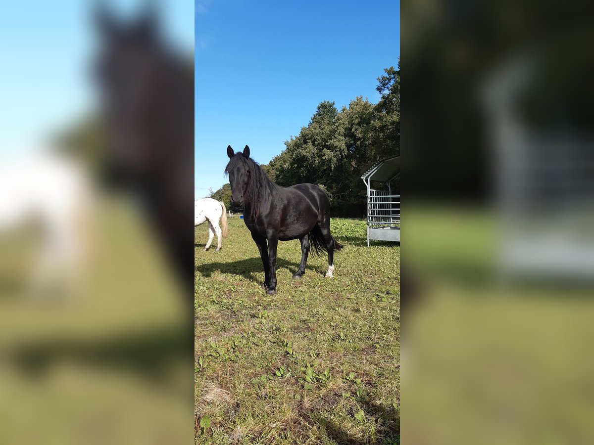 Knabstrupper Merrie 7 Jaar 158 cm Zwart in Hollenstedt