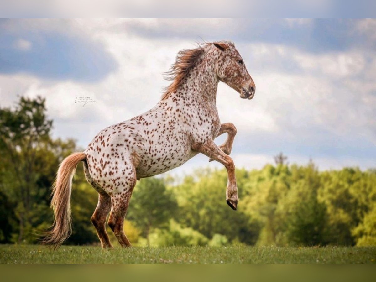 Knabstrupper Merrie 8 Jaar 155 cm Appaloosa in Bargteheide