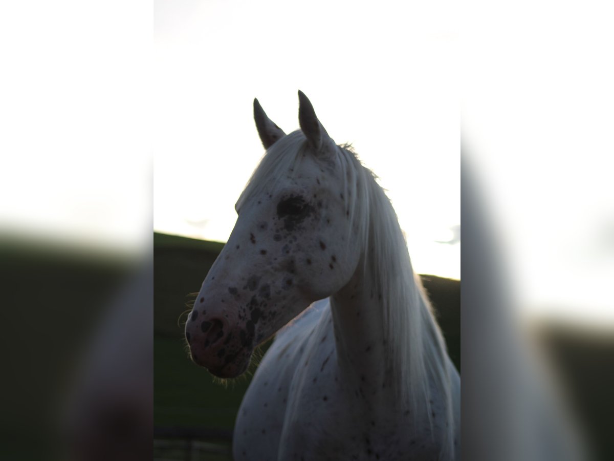 Knabstrupper Merrie 9 Jaar 155 cm Appaloosa in Roßhaupten