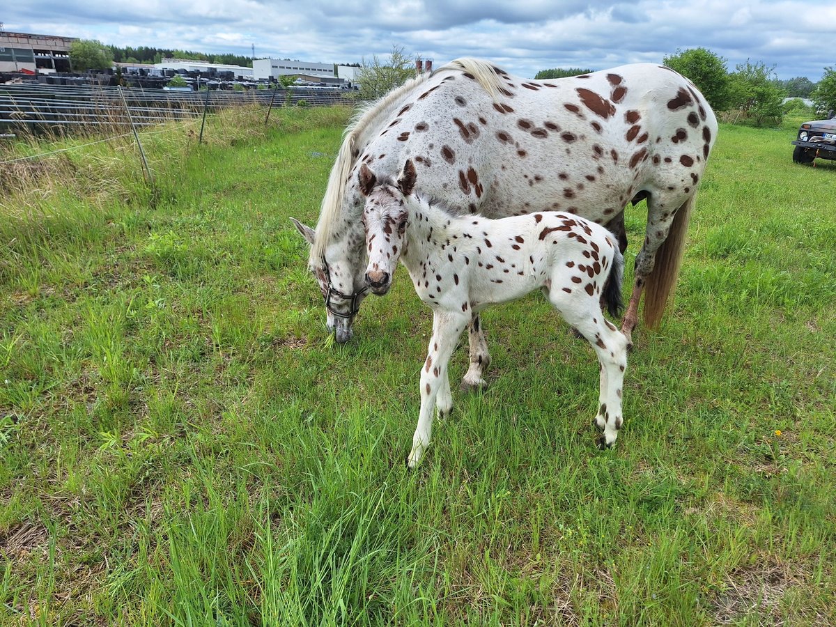 Knabstrupper Merrie  160 cm Vliegenschimmel in Neustadt an der OrlaWeira