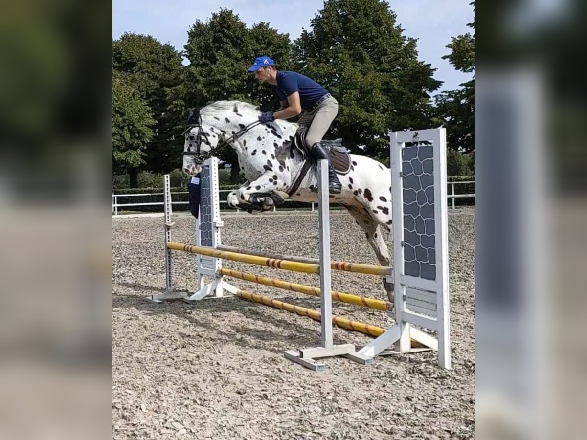 Knabstrupper Ruin 10 Jaar 167 cm Appaloosa in Boccaleone