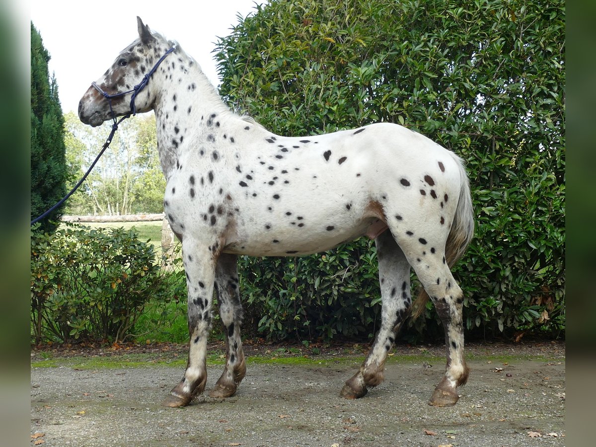 Knabstrupper Ruin 2 Jaar 158 cm Appaloosa in Lathen