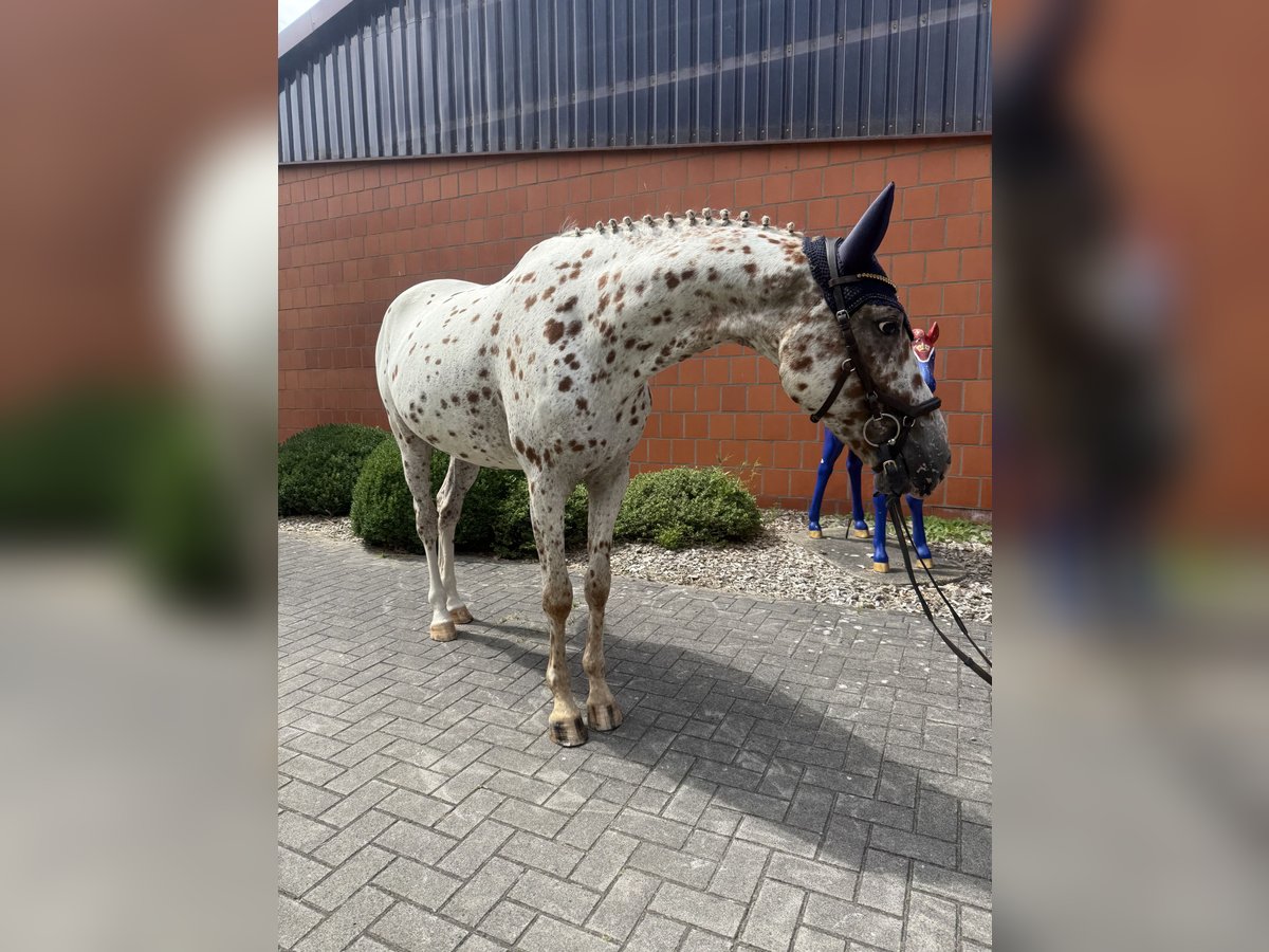 Knabstrupper Ruin 4 Jaar 164 cm in Bad Zwischenahn