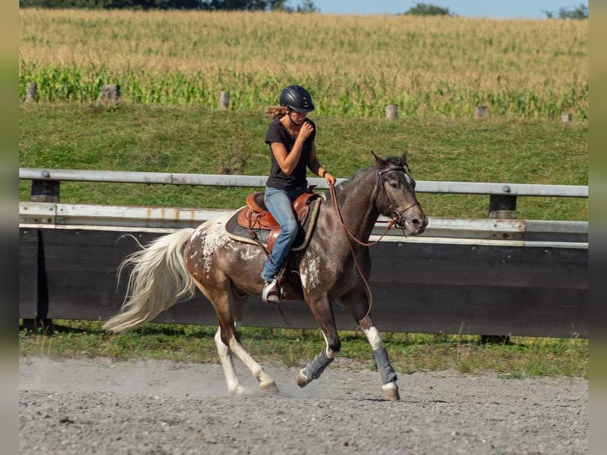 Knabstrupper Mix Ruin 5 Jaar 146 cm in Schallstadt