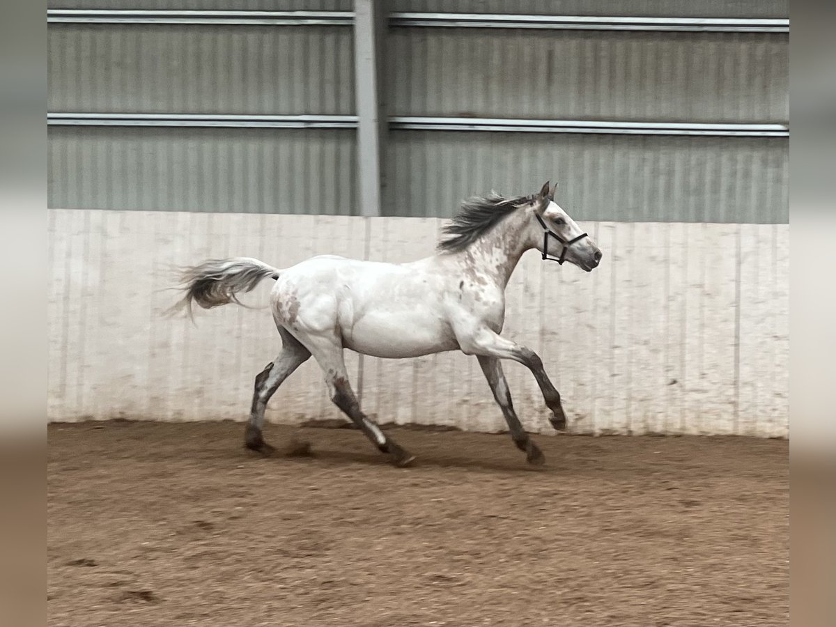 Knabstrupper Semental 1 año 152 cm White/Blanco in Hillerød