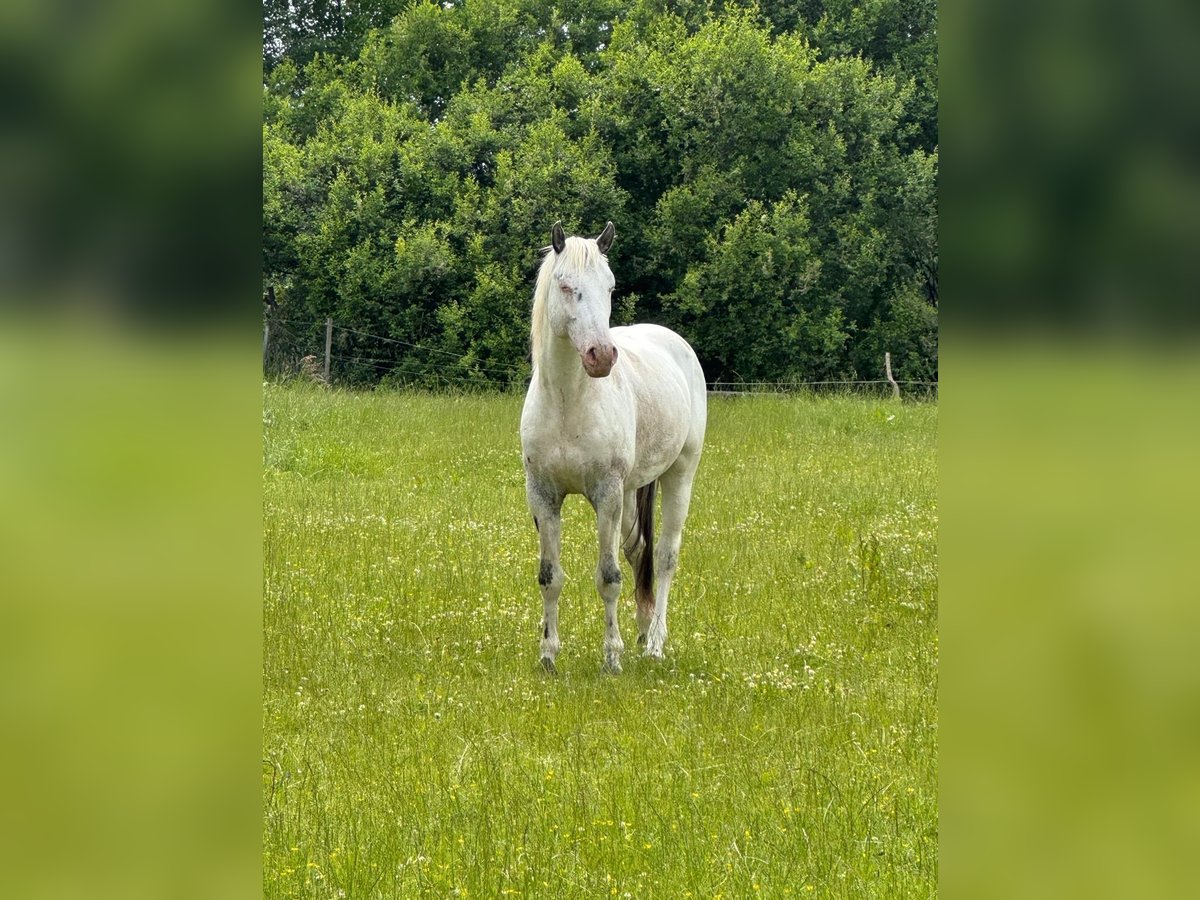 Knabstrupper Semental 3 años 154 cm White/Blanco in Mohrkirch