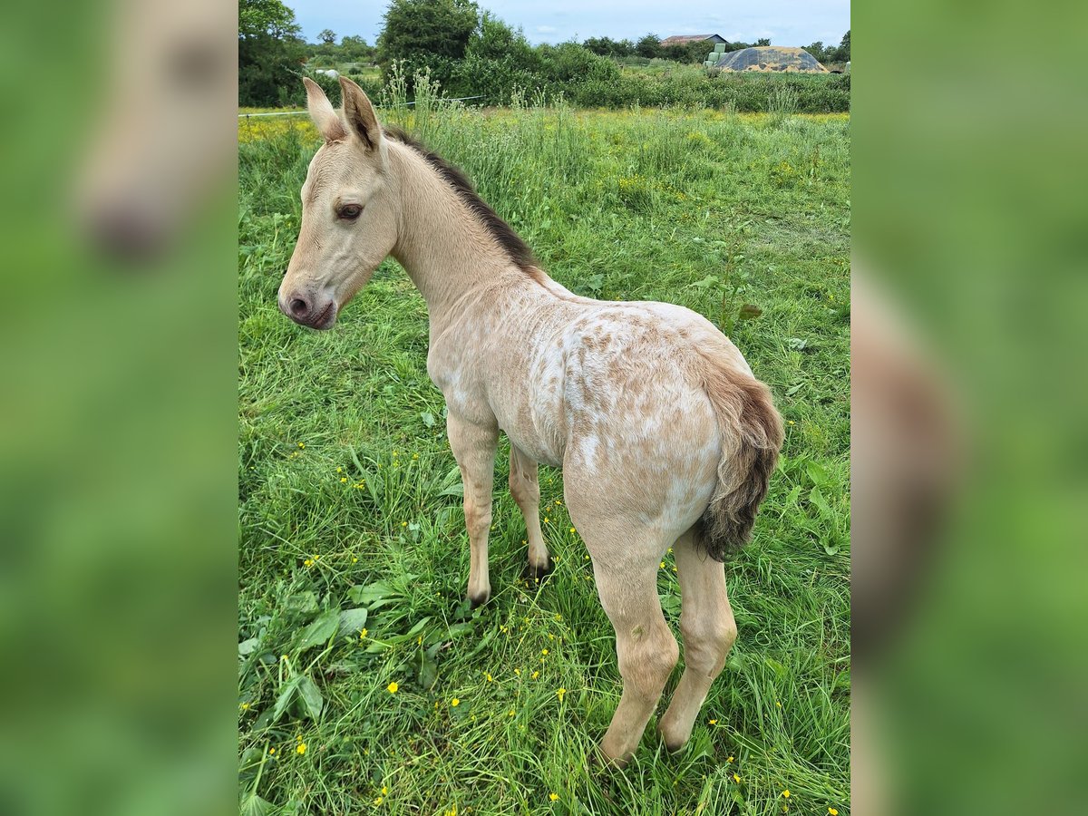 Knabstrupper Mestizo Semental Potro (06/2024) 155 cm Champán in La Meilleraye-de-Bretagne