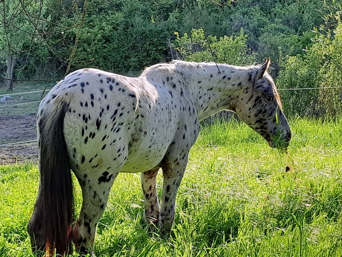 Knabstrupper Stallone 2 Anni 160 cm Leopard in Piancastagnaio