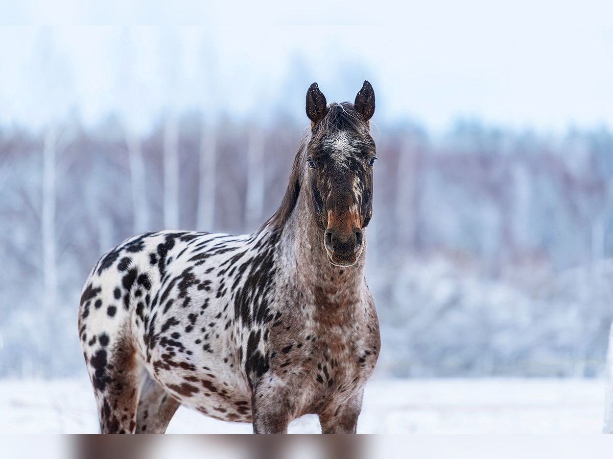 Knabstrupper Mix Stallone 3 Anni 162 cm Leopard in Augšdaugavas nov.