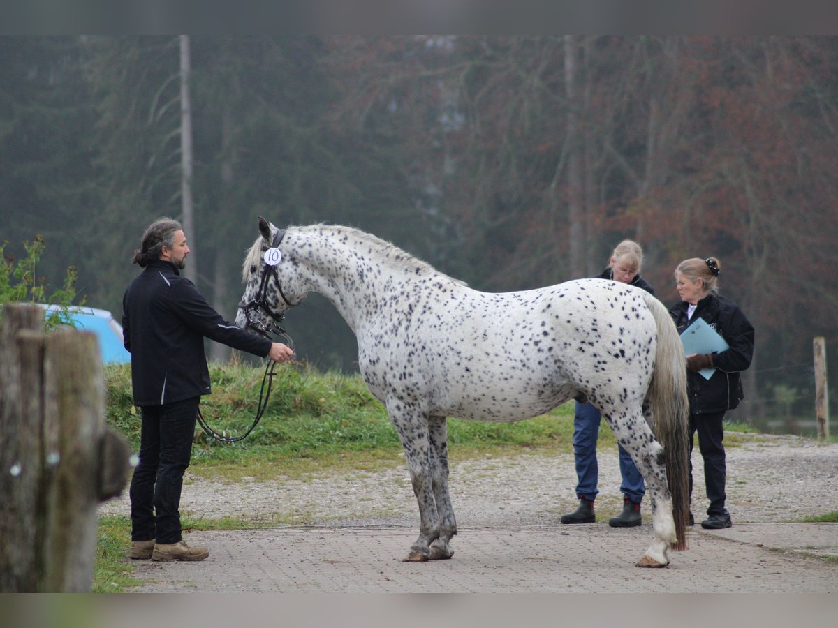 Knabstrupper Stallone Leopard in Roßhaupten