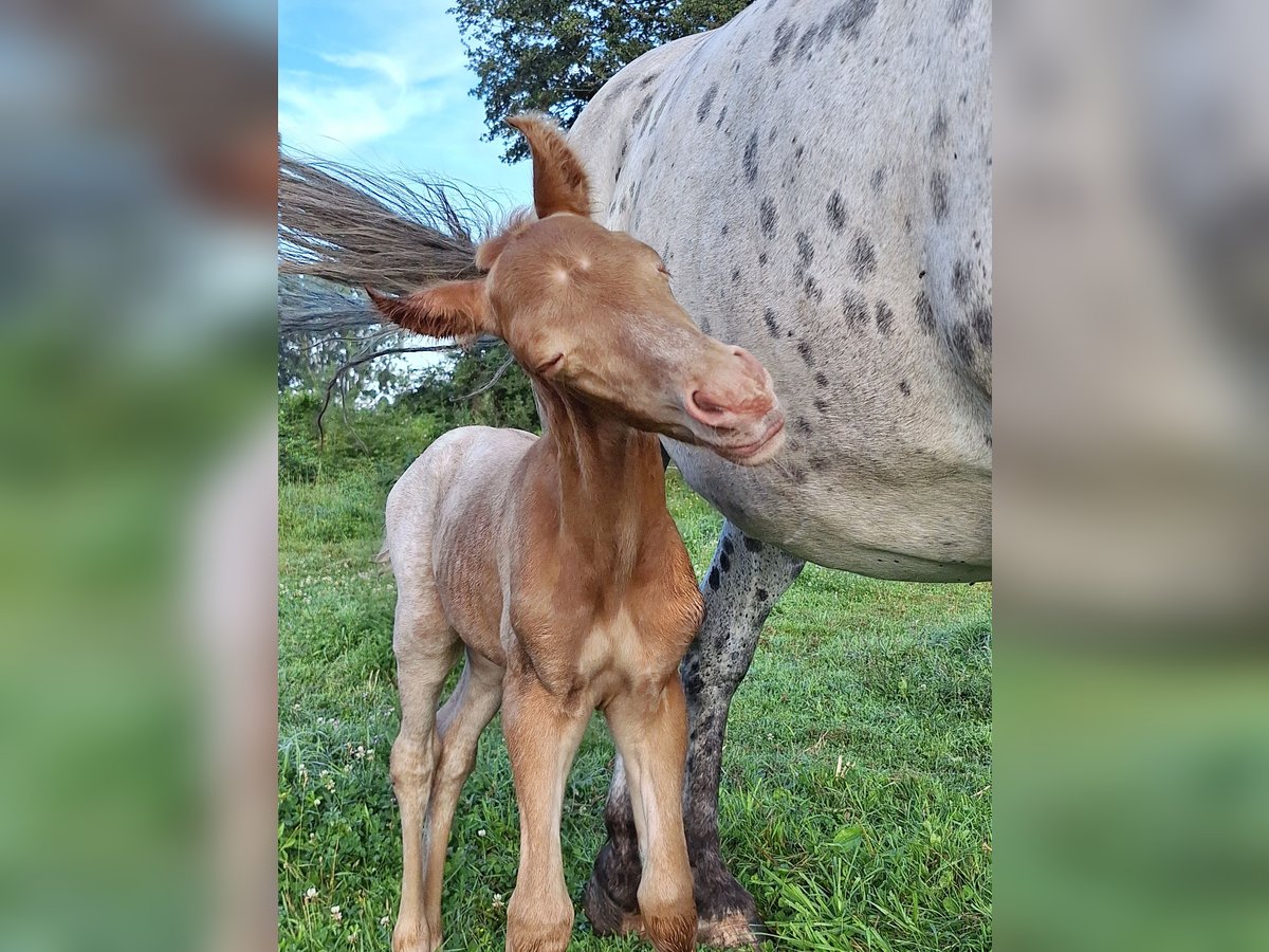 Knabstrupper Mix Stallone Puledri
 (07/2024) 155 cm Champagne in La Meilleraye-de-Bretagne