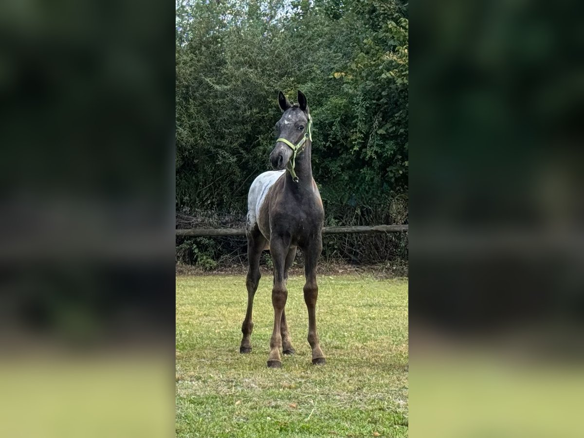 Knabstrupper Stallone Puledri (05/2025) 158 cm Leopard in Wardenburg