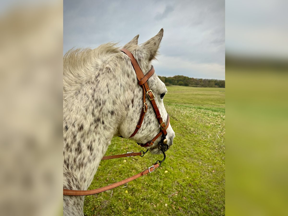 Knabstrupper Stute 17 Jahre 146 cm Tigerschecke in Fredensborg