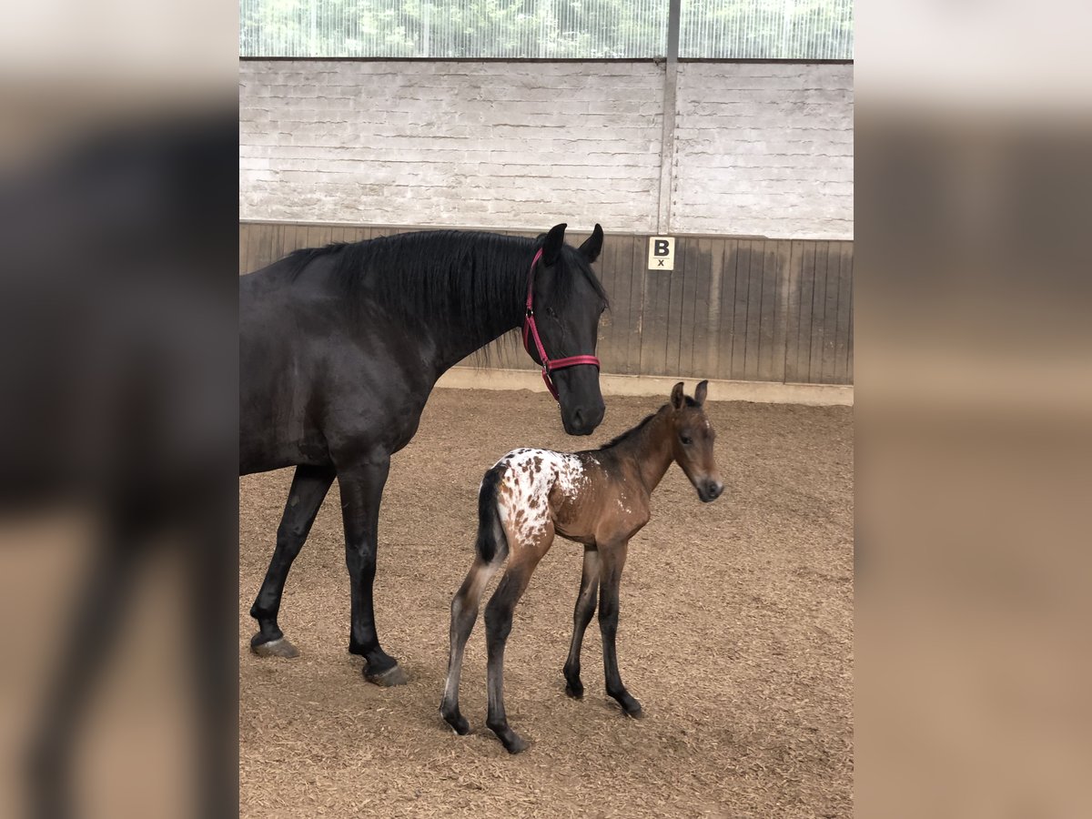 Knabstrupper Mix Stute 1 Jahr 158 cm Tigerschecke in Bornhöved