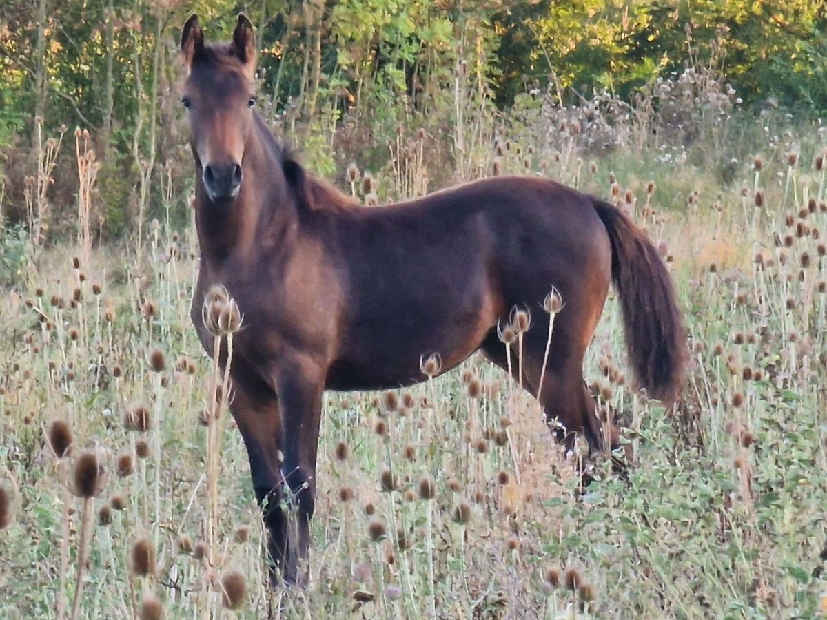 Knabstrupper Stute 1 Jahr 164 cm Schwarzbrauner in Cabariot