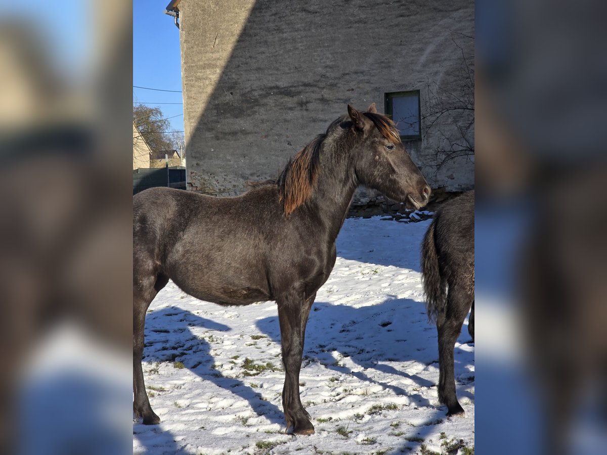 Knabstrupper Mix Stute 1 Jahr 165 cm Rappe in Thümmlitzwalde