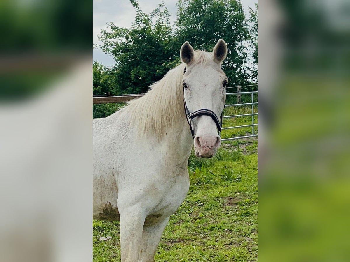 Knabstrupper Stute 21 Jahre 158 cm White in Seth Knabstrupper Stute 21 Jahre 158 cm White in Seth