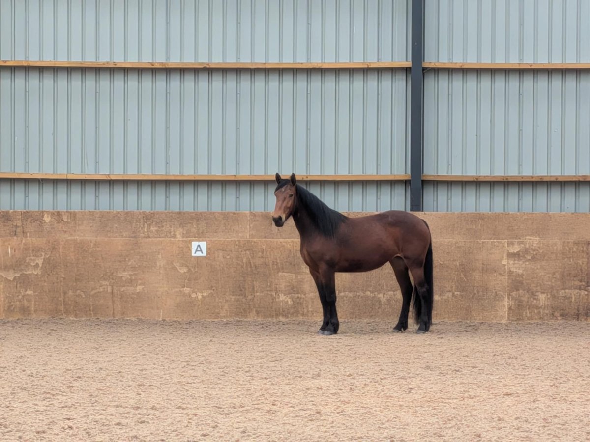Knabstrupper Stute 3 Jahre 160 cm Rotbrauner in LONGHORSLEY