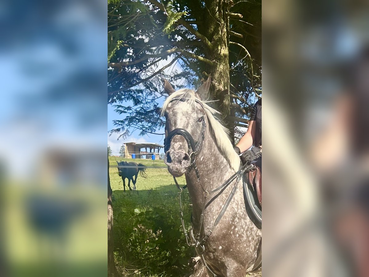 Knabstrupper Stute 4 Jahre 156 cm Tigerschecke in Pelmberg